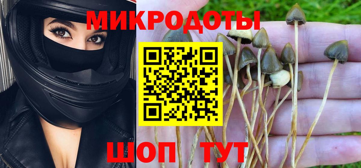 Псилоцибиновые грибы Psilocybine cubensis Павловский Посад